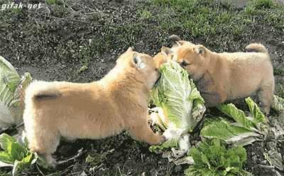 白菜をむしゃむしゃ食べる柴犬