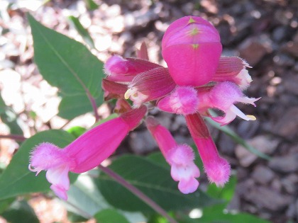 丸い桃のような苞がかわいいピンク色の花 サルビア インボルクラータ この花の名前なんていうの