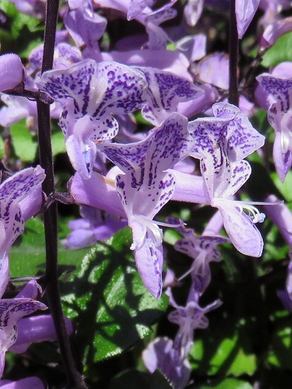この花の名前なんていうの 紫色の斑模様がとっても可愛い花 ラベンダー サルビア プレクトランサス モナ ラベンダー