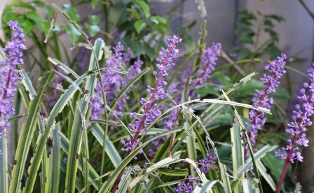紫花2
