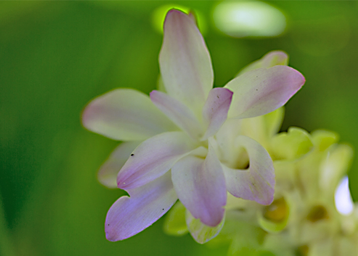 ウコンの花 花