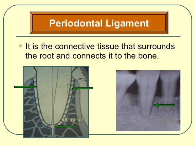 anatomy-and-physiology-of-periodontuim-19-638.jpg
