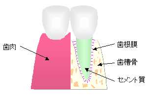 periodontal_tissue.gif