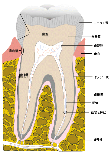 tooth.gif