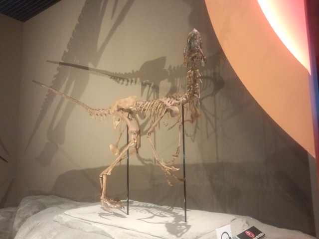 ドロマエオサウルス0825