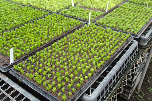 オステオスペルマム　Osteospermum　オリジナル品種　挿し芽　　育種　生産　販売　松原園芸