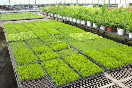 オステオスペルマム　Osteospermum　オリジナル品種　挿し芽　　育種　生産　販売　松原園芸