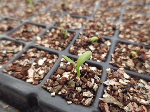 オステオスペルマム　Osteospermum　オリジナル品種　発芽　育種　生産　販売　松原園芸