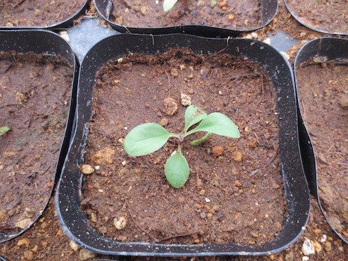 サポナリア　オキモイデス　ツルコザクラ（ナデシコ科 Saponaria ocymoides） 生産　育種　販売　松原園芸　直売