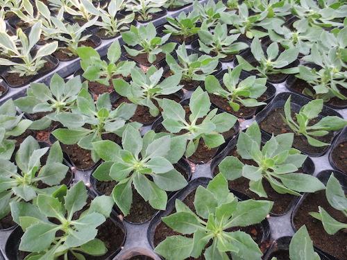 オステオスペルマム　Osteospermum　オリジナル品種　ピンチ　摘芯　発芽　育種　生産　販売　松原園芸