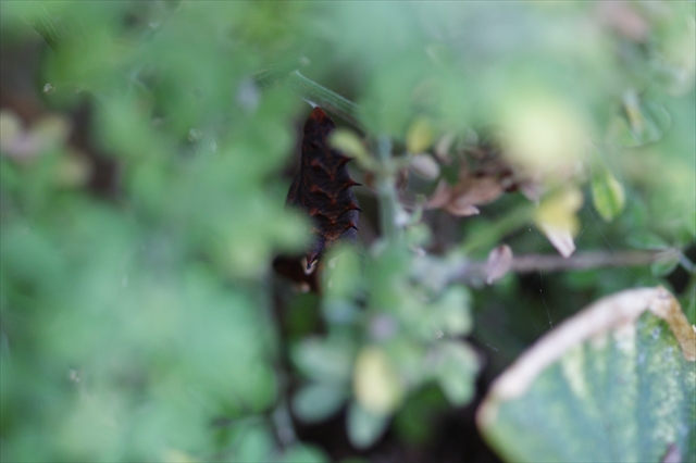 ツマグロヒョウモンの蛹-2
