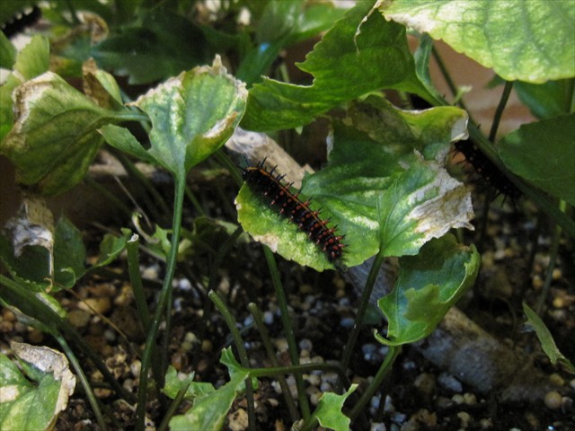 新鮮な葉っぱを探すツマグロヒョウモンの幼虫