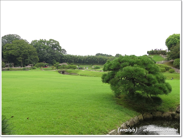 緑の芝生2015-09-03岡山 (378)