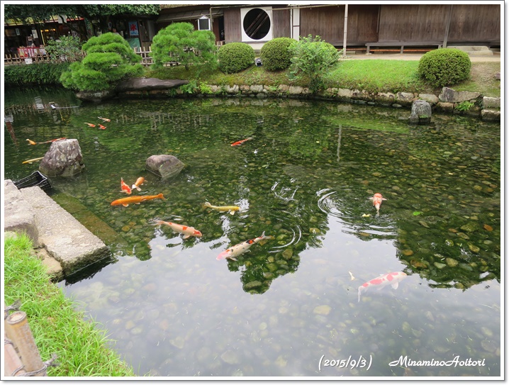 池の鯉2015-09-03岡山 (168)