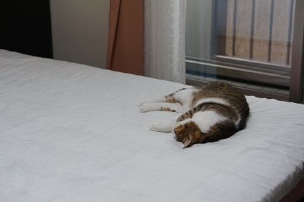 ベッドに“落ちてる”ような猫