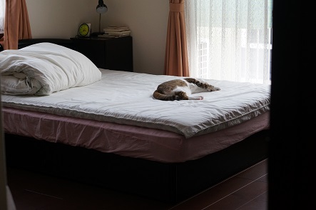猫には大きすぎるベッド　使用中