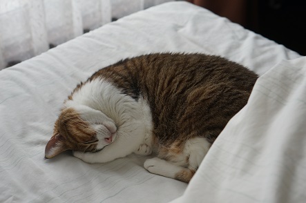 眠らぬ猫は　猫じゃない