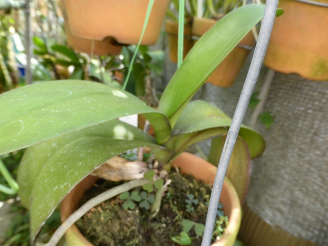 PhalaenopsisA9-№１