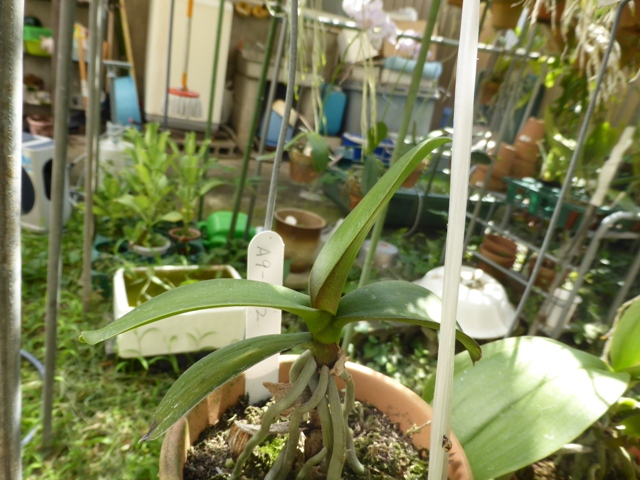 PhalaenopsisA9-№２