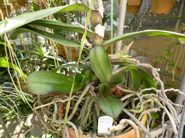 PhalaenopsisA4-№１