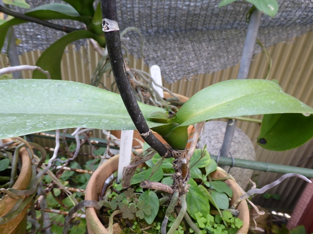 PhalaenopsisA6-№２