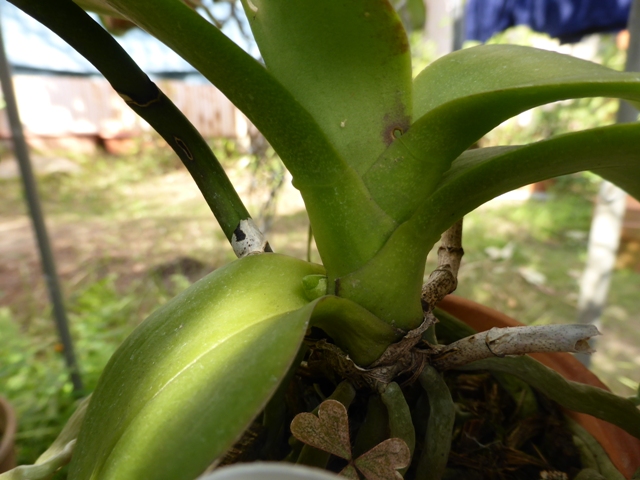 PhalaenopsisA7-№１