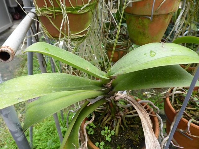 PhalaenopsisA10-№１