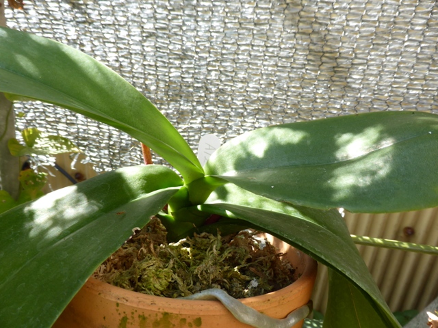 PhalaenopsisA12-№３