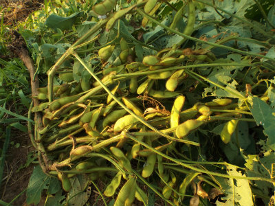 １０．３収穫した枝豆