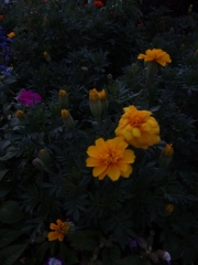 flower_03.jpg