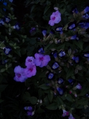 flower_04.jpg