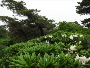 三宝荒神山に咲くシャクナゲ