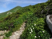 山頂間近の道端に咲くハクサンイチゲ