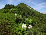 山頂間近の道端に咲くシャクナゲ