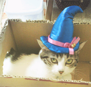 ハロウィンコスプレの魔女帽子ネコ