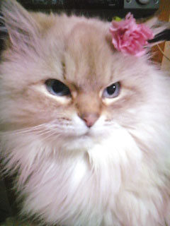 白猫＋ピンクの花飾り