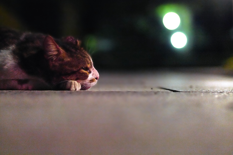 夜の参道猫