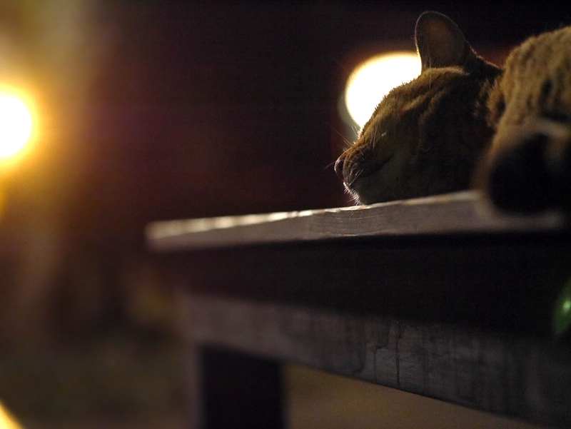 温かい光とベンチの猫