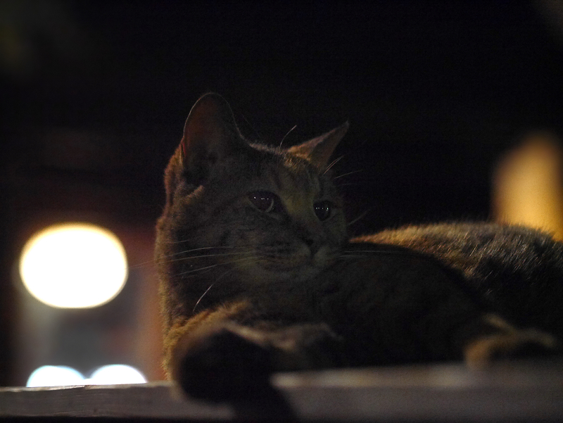 夜でも逆光の猫1