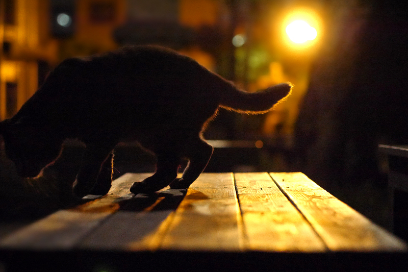 夜でも逆光の猫2