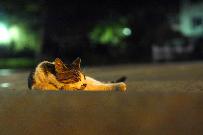 夜の境内で寝てる猫
