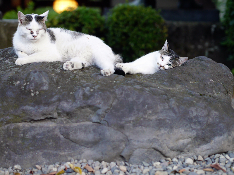 岩の上の猫2匹1