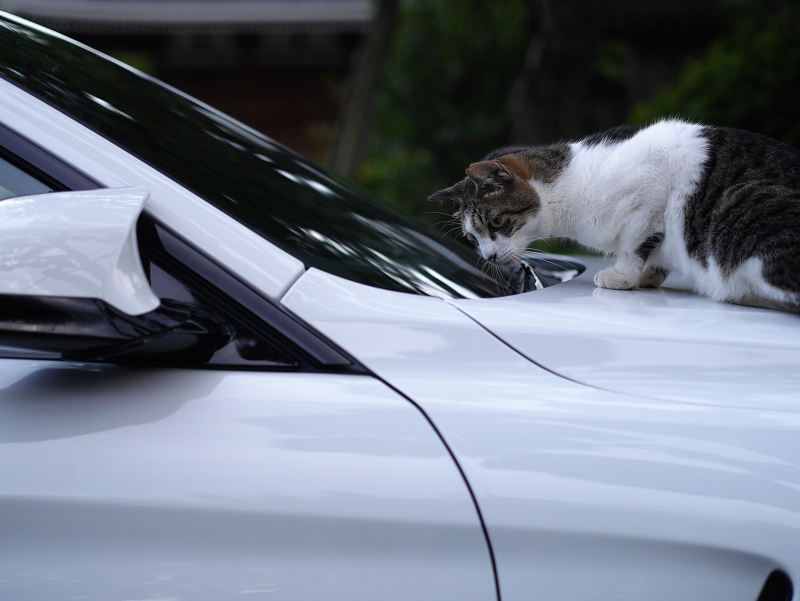 車のボンネットに乗る猫1