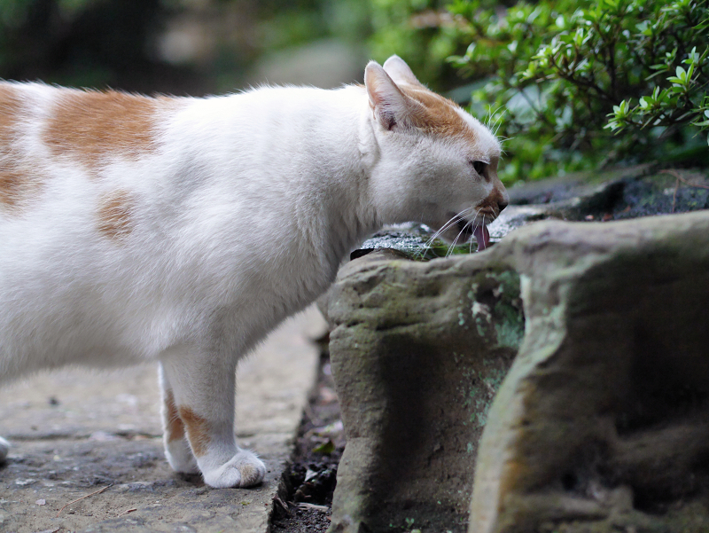 水を飲む猫1