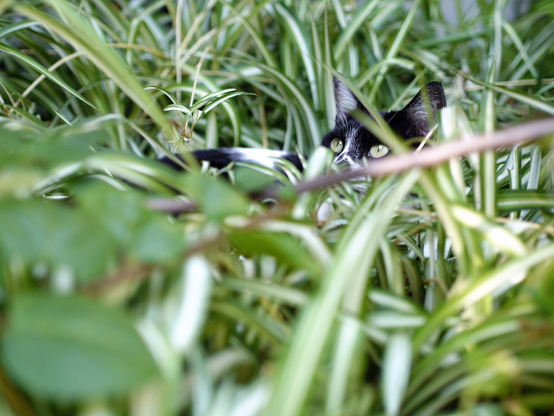 草むらから見てる猫