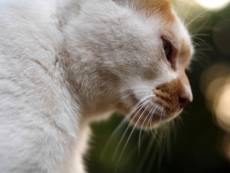 茶白猫の横顔