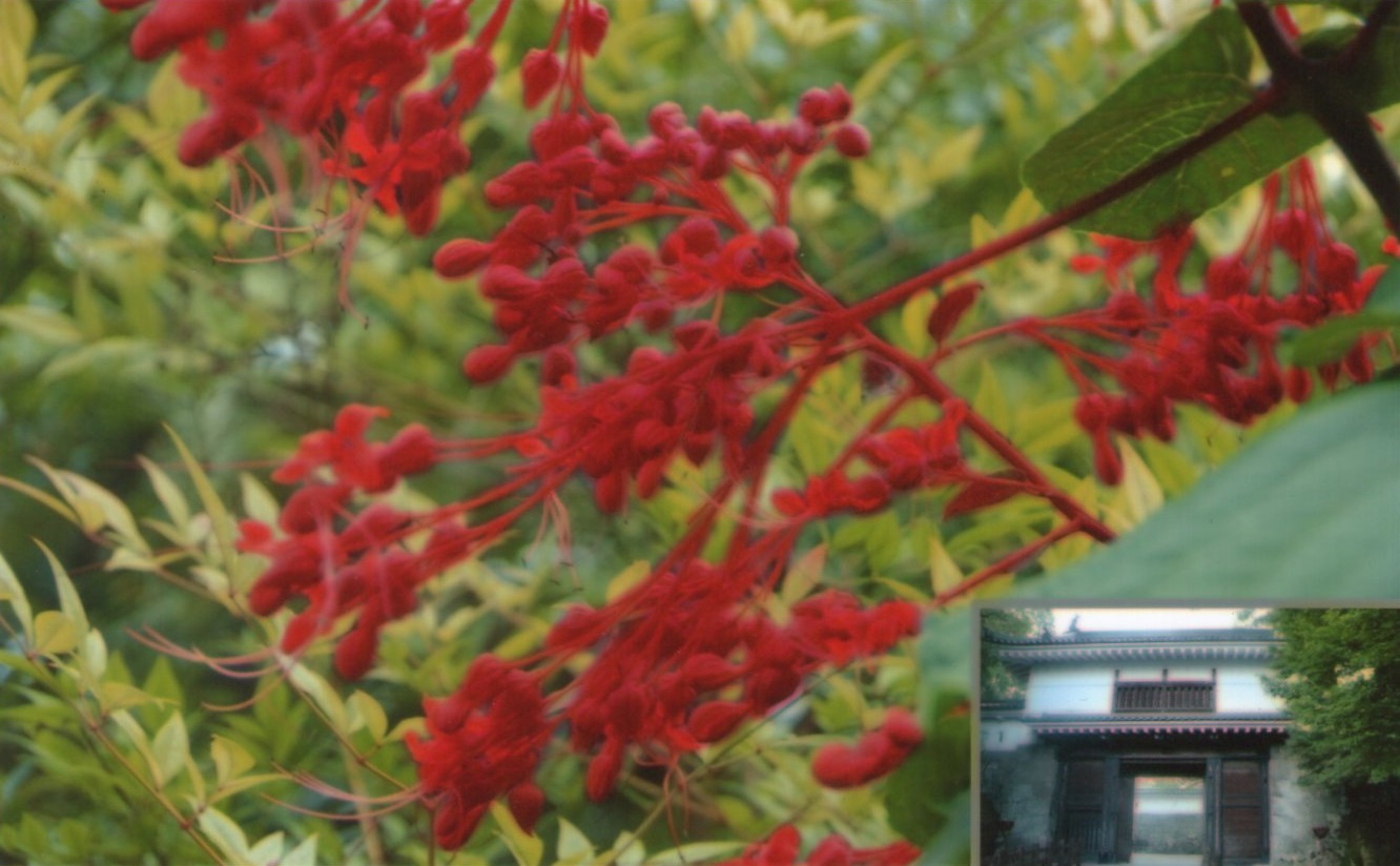 0821飫肥城跡で見た赤い花