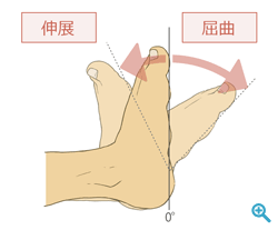 足関節の屈曲、伸展