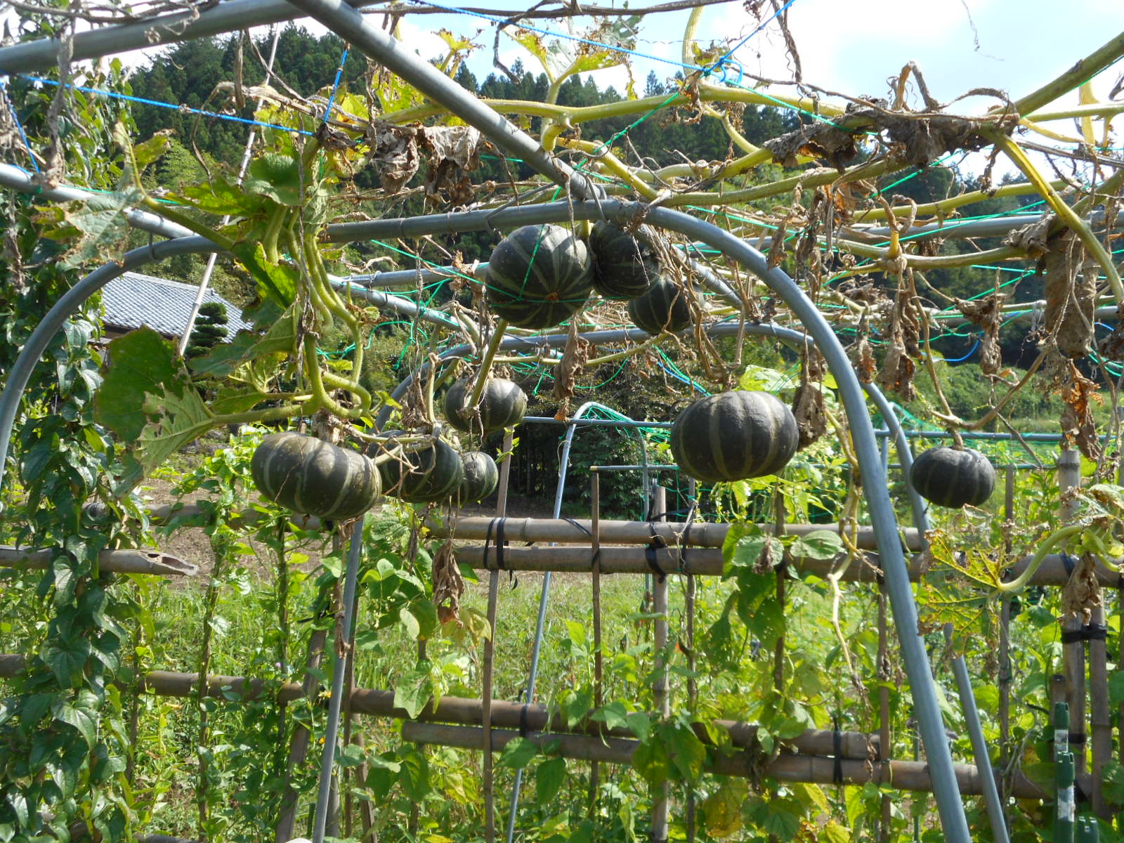 空中栽培のカボチャ 撤収 きままに菜園 ときどき釣り
