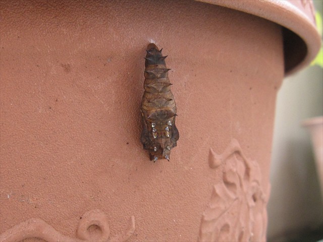 羽化間際のツマグロヒョウモンの蛹